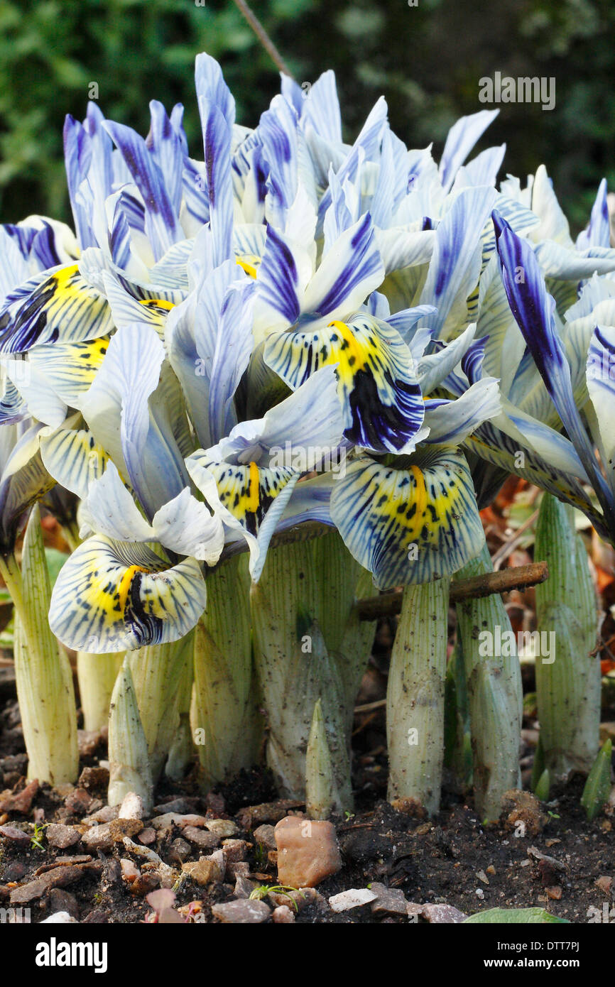 Iris reticulata " Katharine Hodgkin' in fiore in un tardo inverno, primavera giardino, febbraio, REGNO UNITO Foto Stock