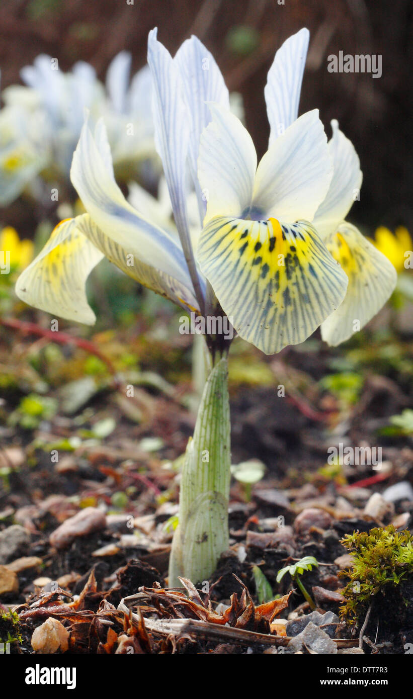 Iris reticulata " Katharine Hodgkin' in fiore in un tardo inverno, primavera giardino, febbraio, REGNO UNITO Foto Stock