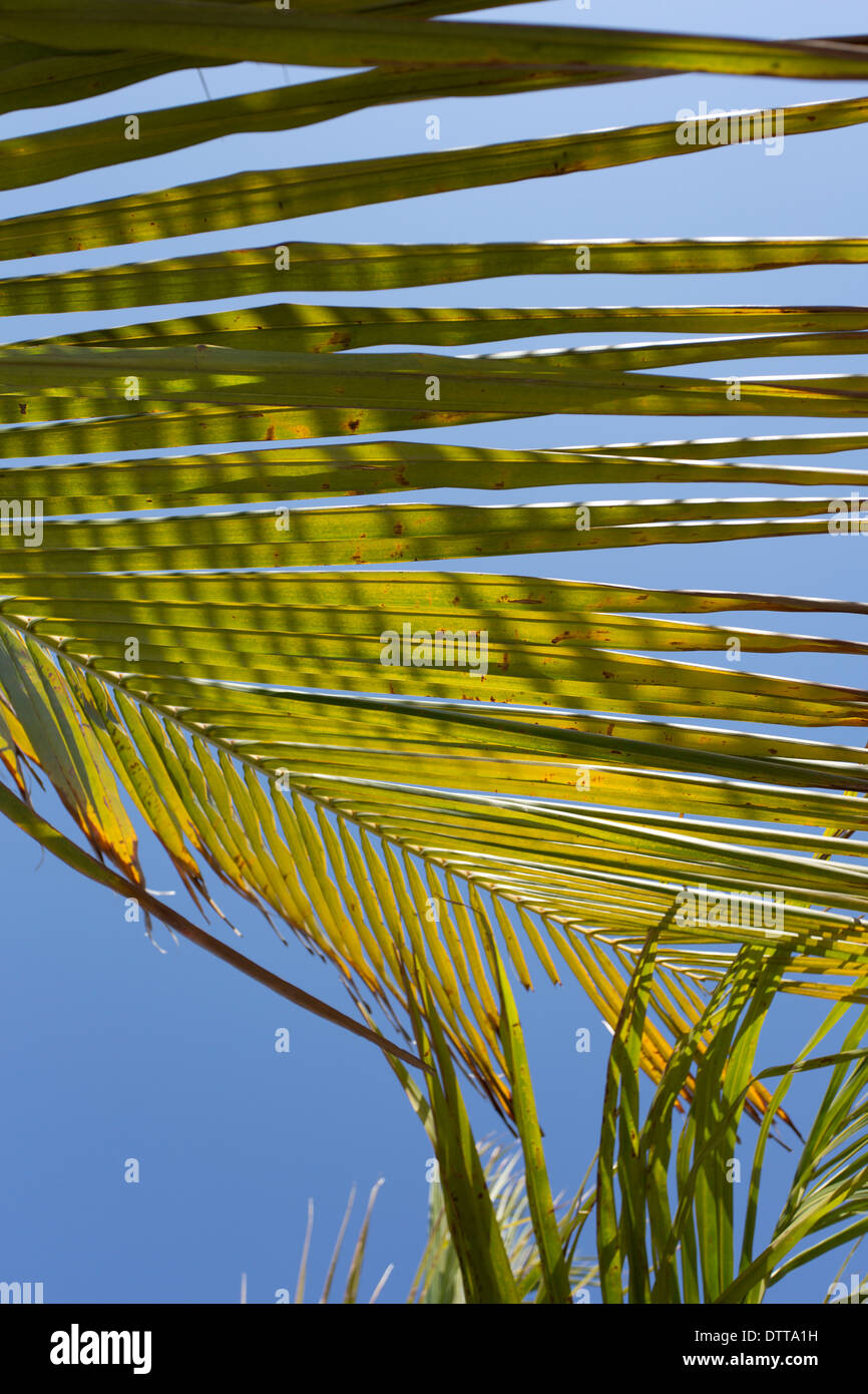 Un albero di Palma foglie dettaglio in Ras Al Khaimah negli Emirati Arabi Uniti. Foto Stock