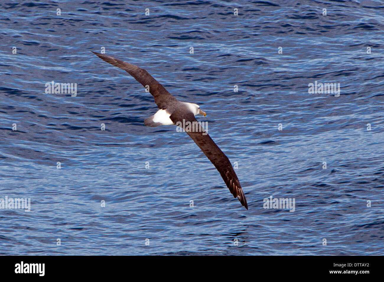 Una singola nero Browed Albatross (thalassarche melanophrys) sul mare, al largo della punta meridionale di South Island, in Nuova Zelanda Foto Stock