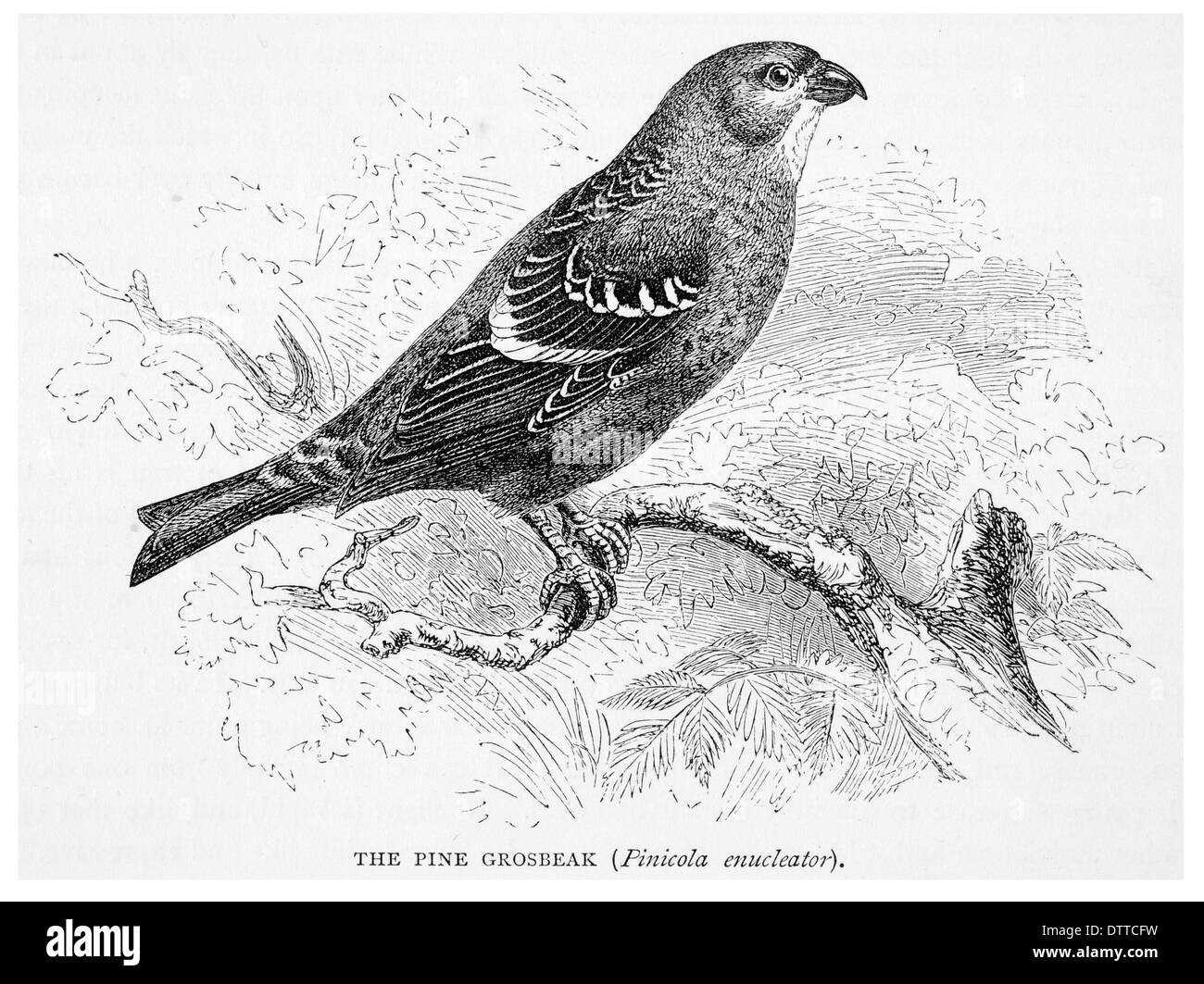 Pine Grosbeak Pinicola enucleator Foto Stock