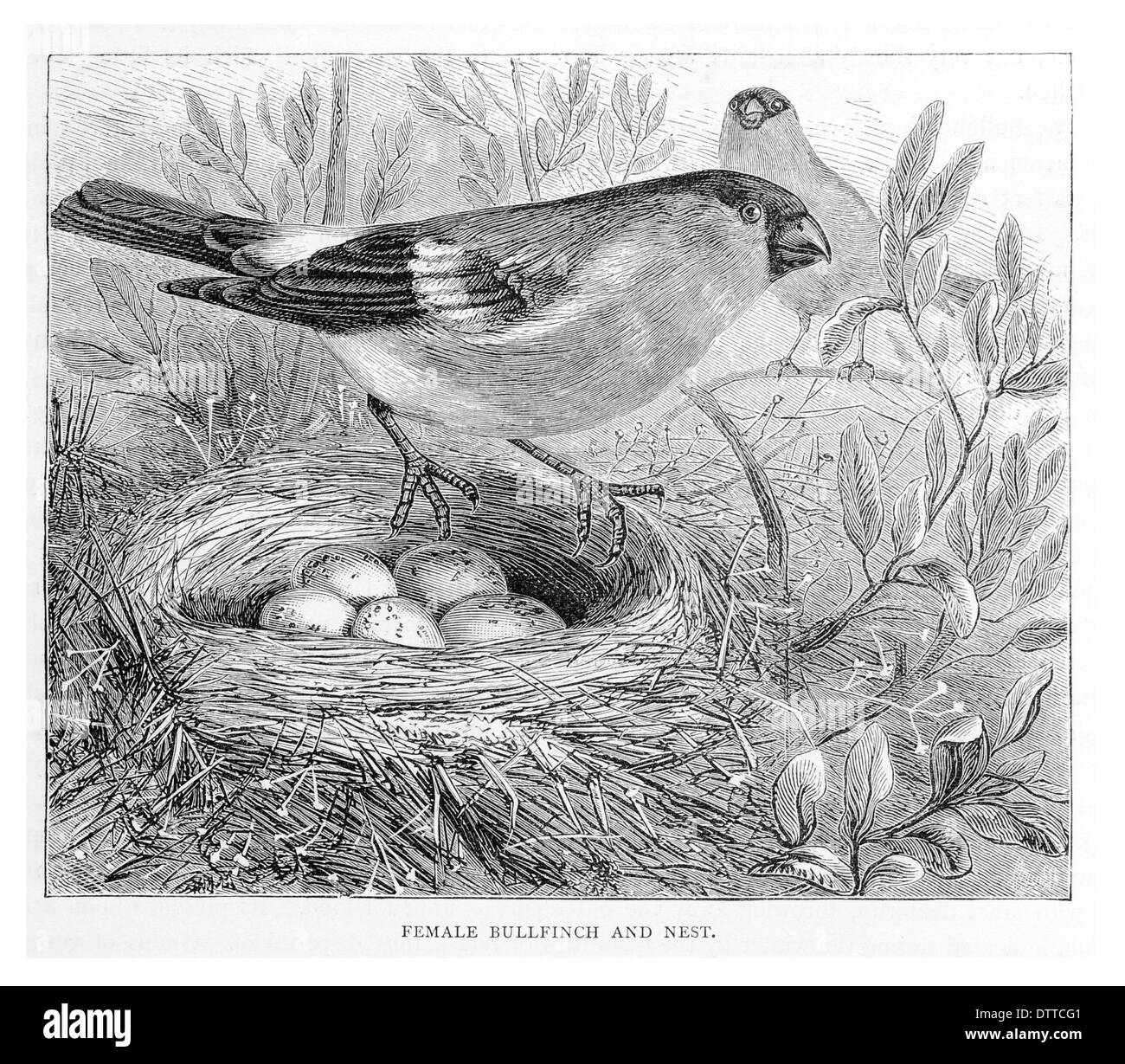 Bullfinch femmina e nest Foto Stock