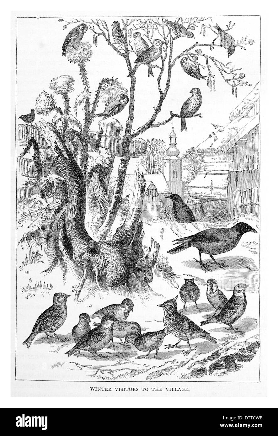 I visitatori invernali al villaggio Foto Stock