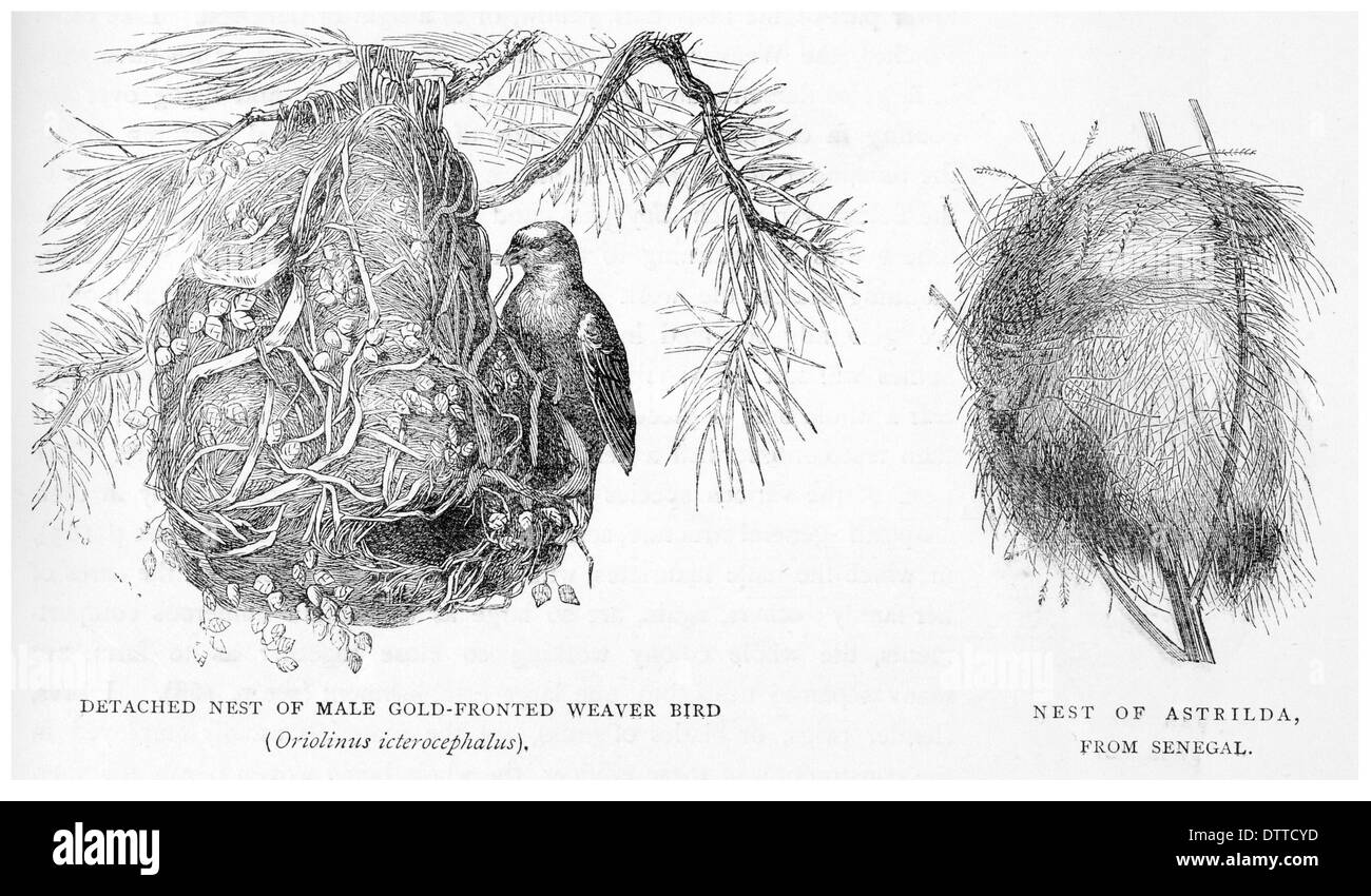 Staccate il nido di oro maschio fronteggiata Weaver bird Oriolinus icterocephalus. Nido di Astrilda dal Senegal Foto Stock