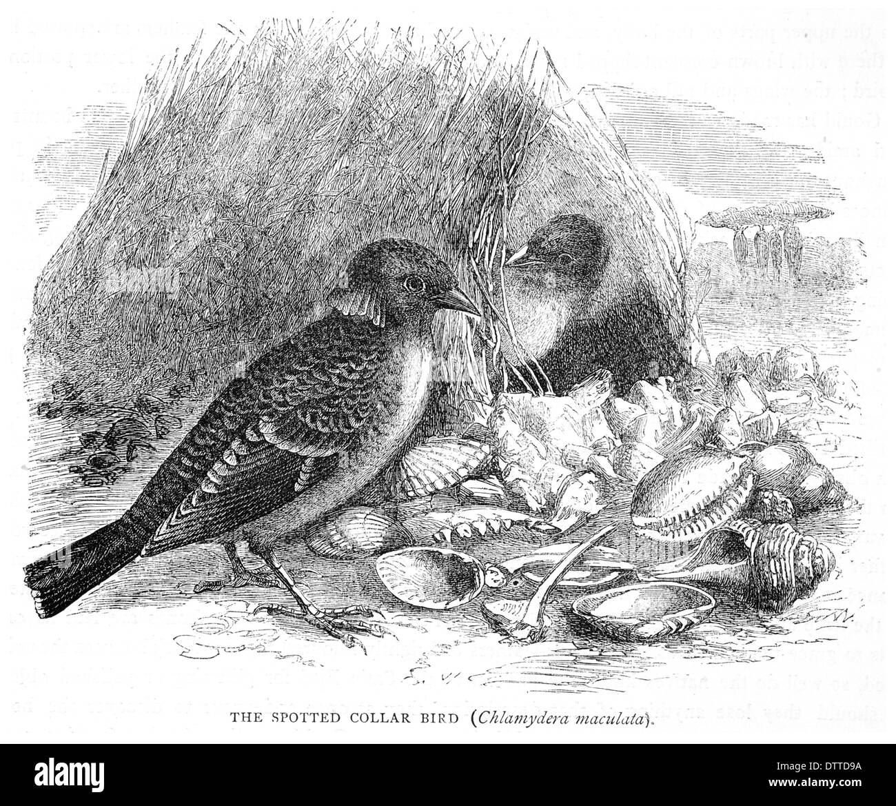 Collare maculato Bird Chlamydera maculata Foto Stock