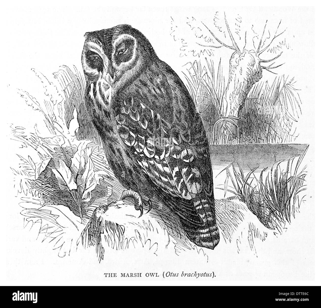 Marsh Owl Otus brachyotus Foto Stock