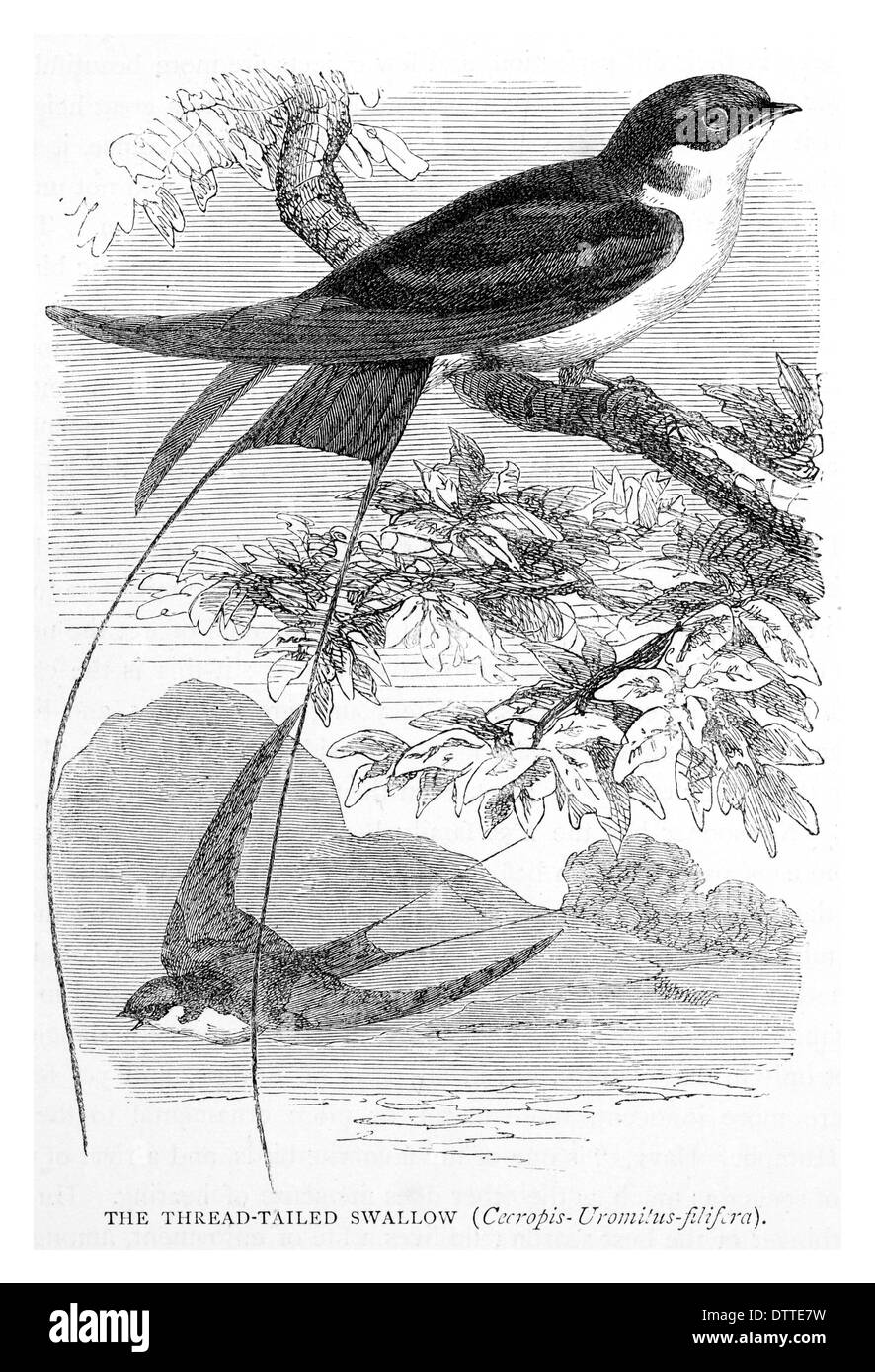 Coda di thread Swallow Cecropsis Uromitis filifera Foto Stock