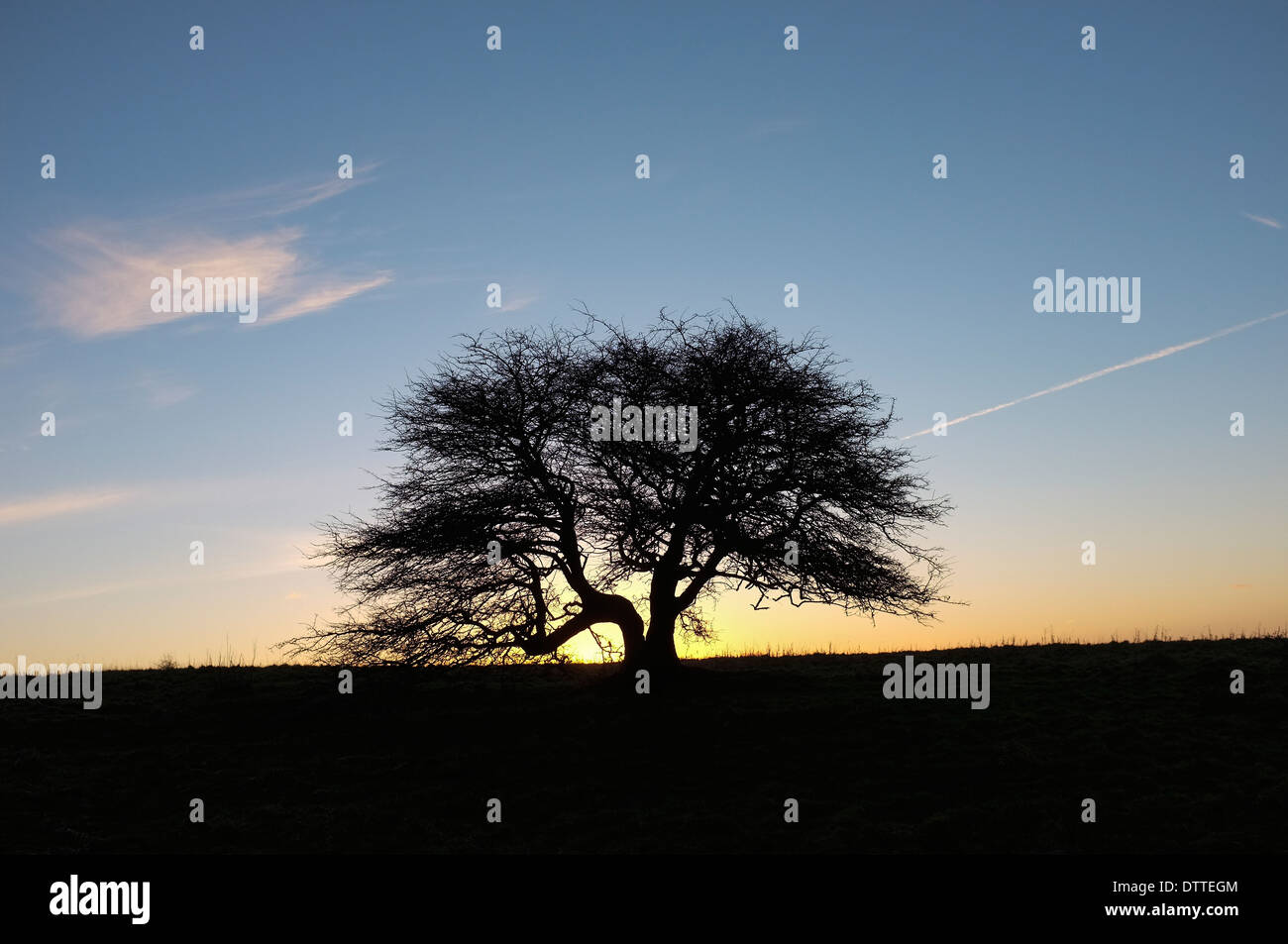 Twisted Oak tree silhouette contro inverno del cielo della sera. Butser Hill, Hampshire REGNO UNITO Foto Stock
