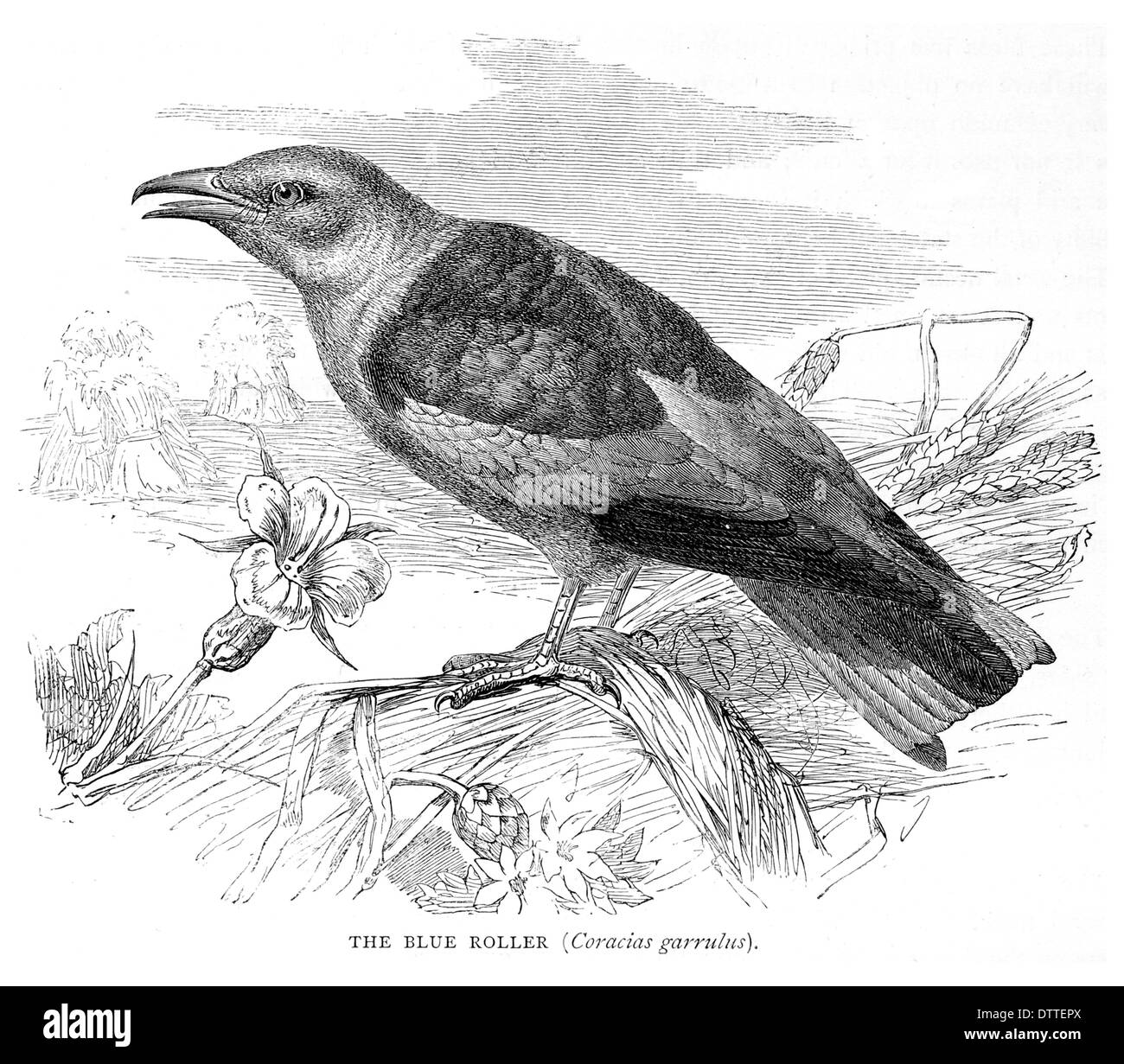 Rullo blu Coracias garrulus Foto Stock