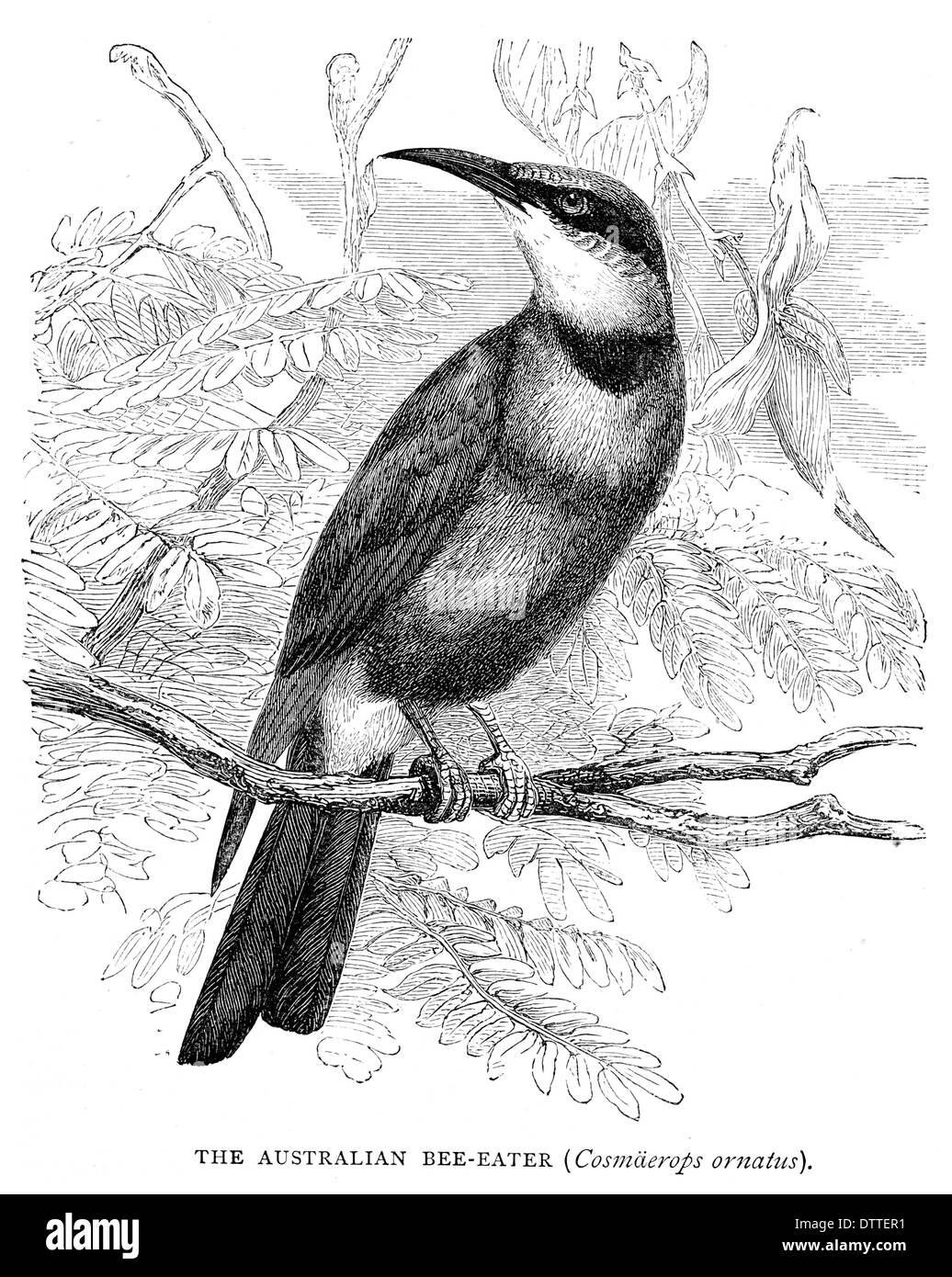 Australian Bee Eater Cosmaerops ornatus Foto Stock