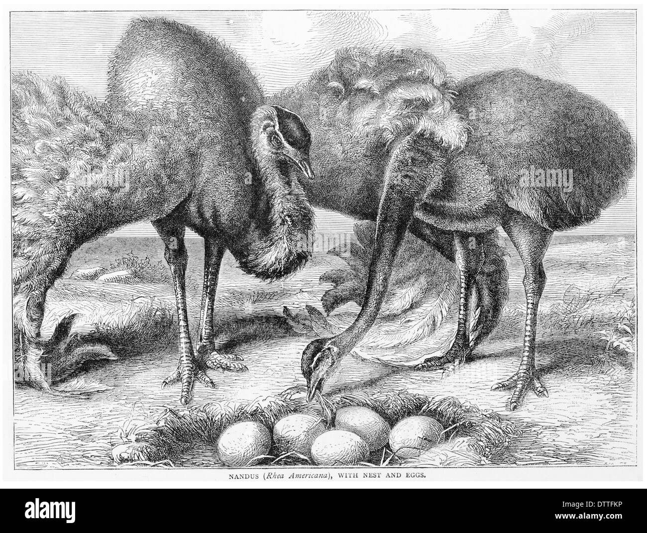 Nandus Rhea americana con nido e uova Foto Stock