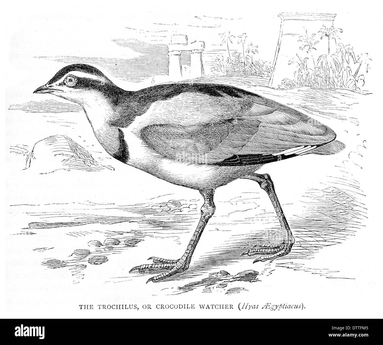 Trochilus o coccodrillo Hyas Watcher Aegyptiacus Foto Stock