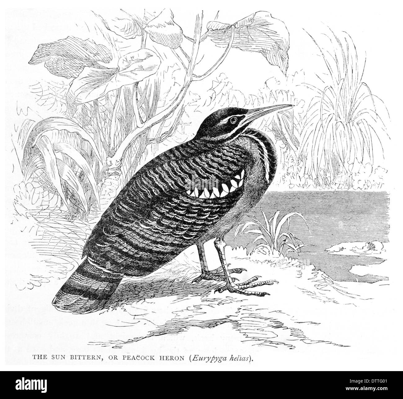 Sun tarabuso o Peacock Heron Eurypyga helias Foto Stock