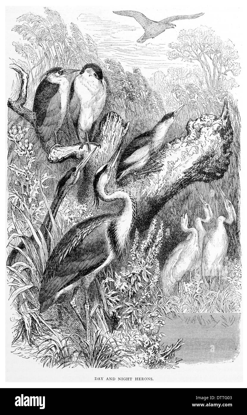 Di giorno e di notte gli aironi Foto Stock