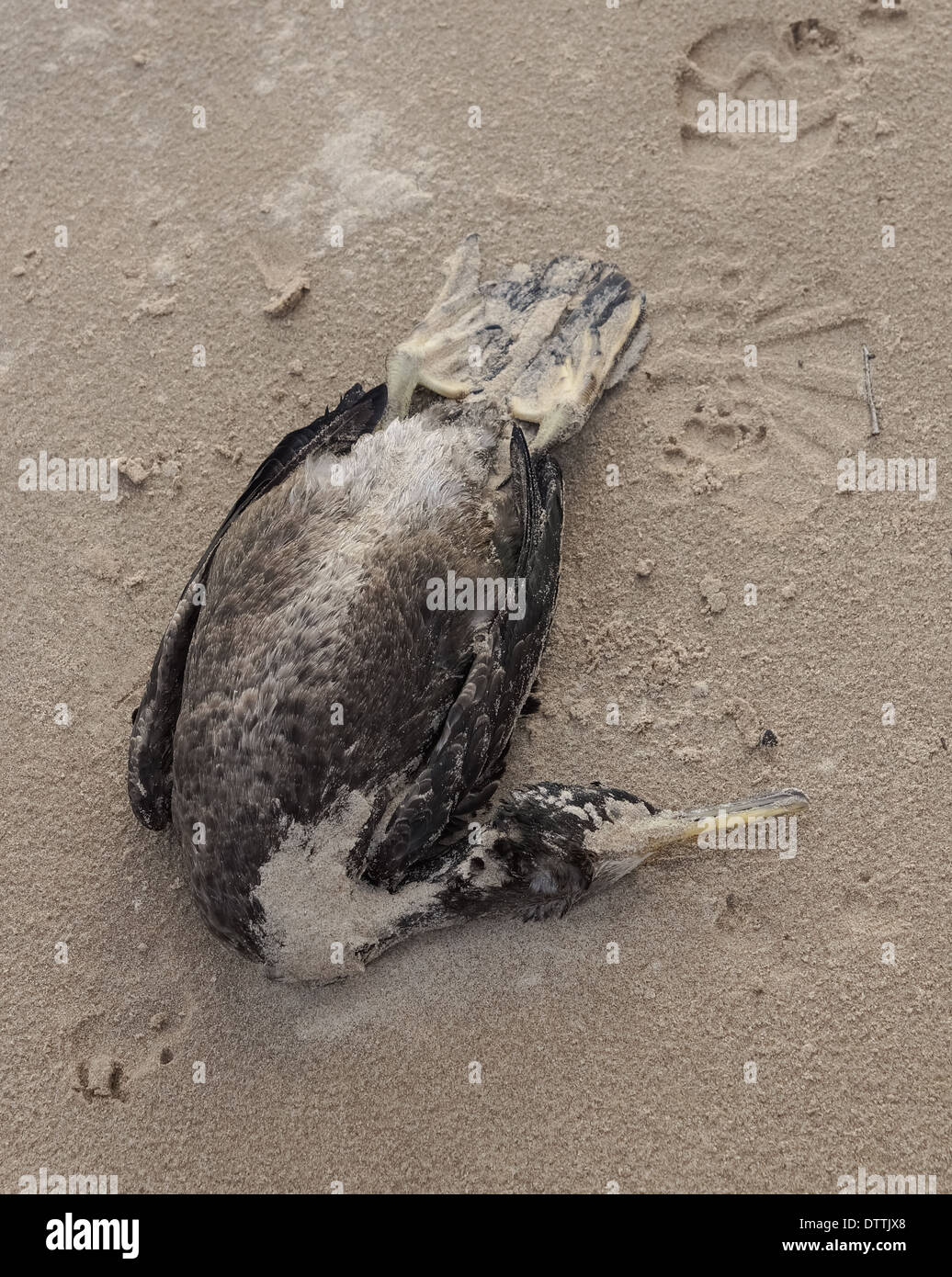 Morto di uccelli di mare sulla spiaggia Foto Stock