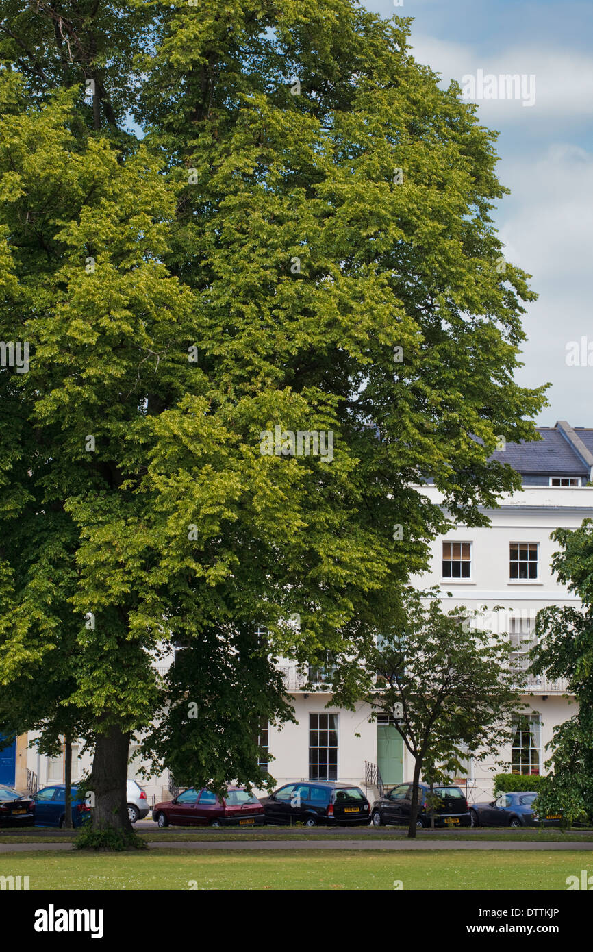 Montpelier Giardini in estate, Cheltenham, Gloucestershire, Regno Unito Foto Stock