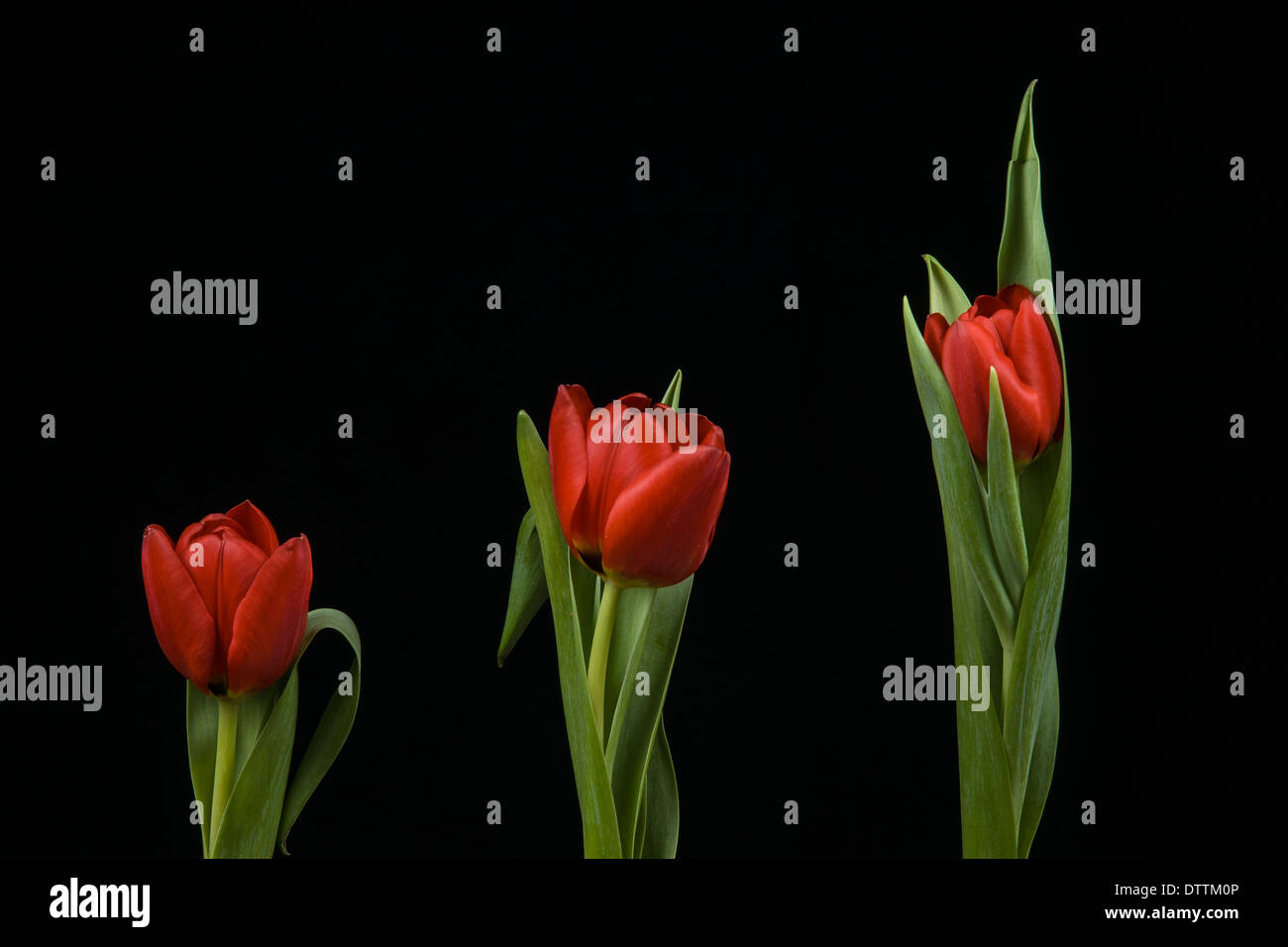 Vivaci tulipani rossi su sfondo nero Foto Stock