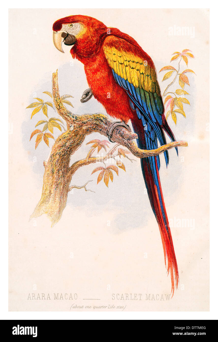 Gli Arara Macao Scarlet Macaw Foto Stock