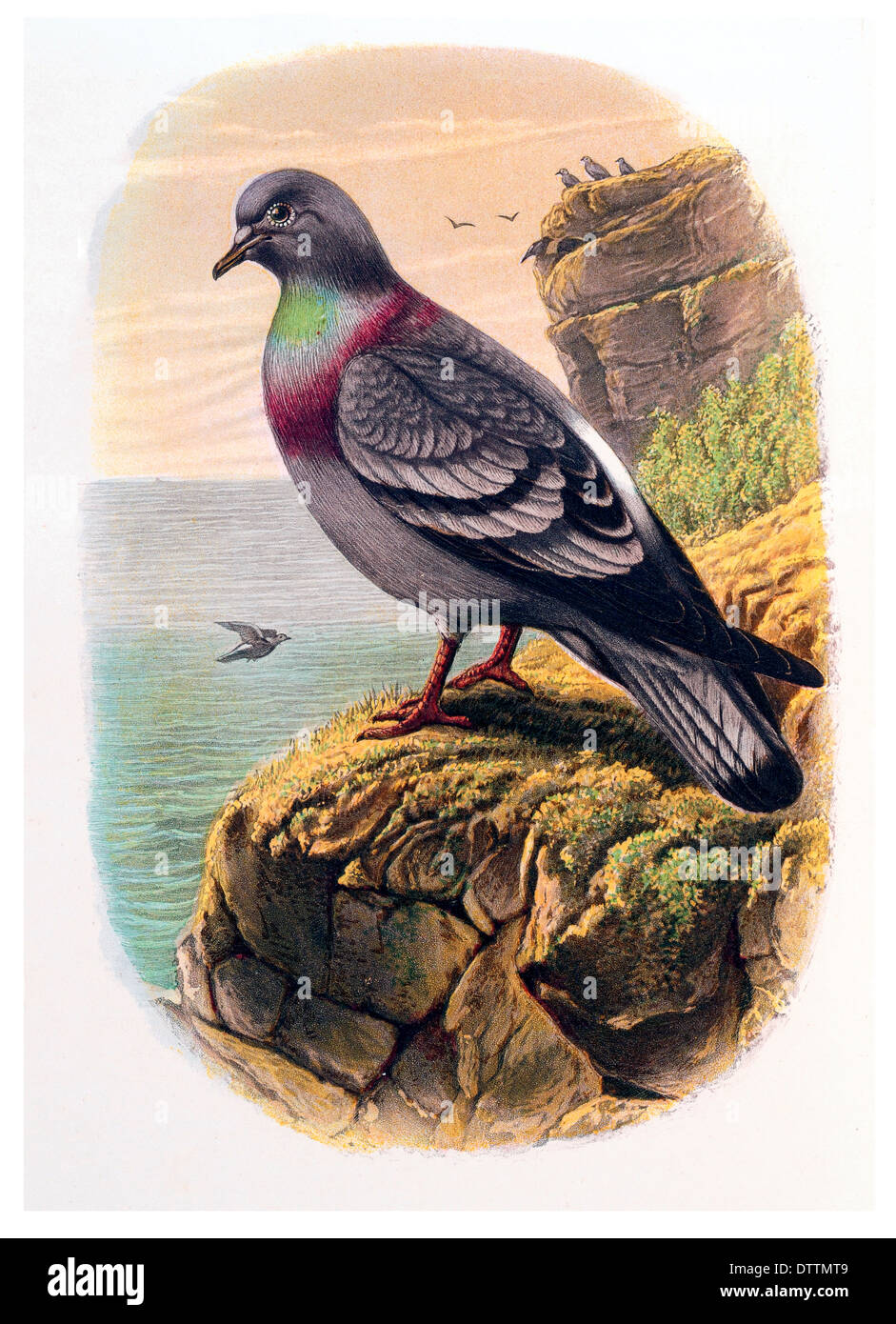 Rock Pigeon Columba livia Foto Stock