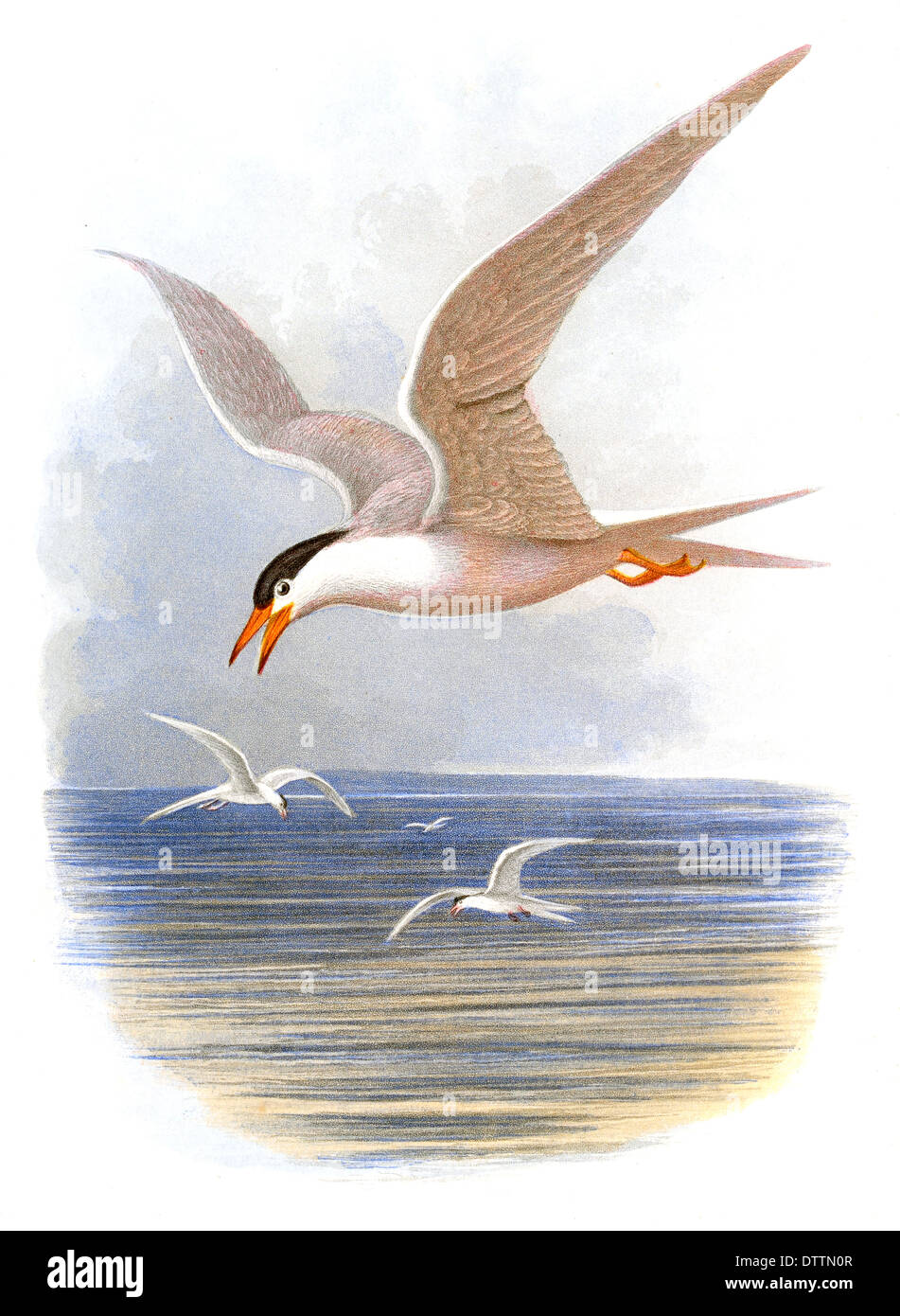 Common Tern Sterna hirundo Foto Stock