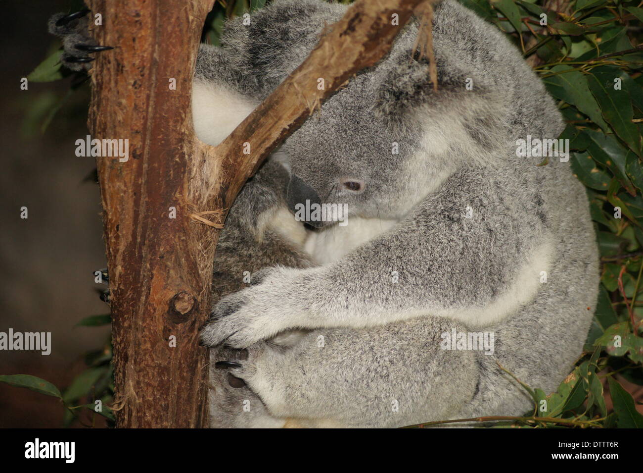 Il dolce koala,l'australia Foto Stock
