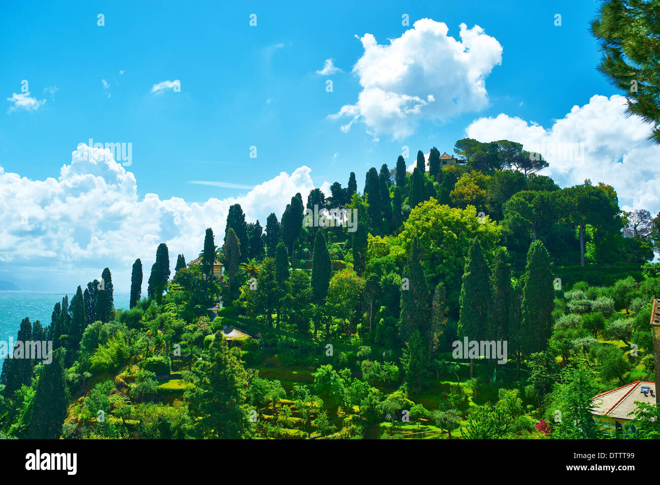 Cypress Hill vicino al villaggio di Portofino Foto Stock