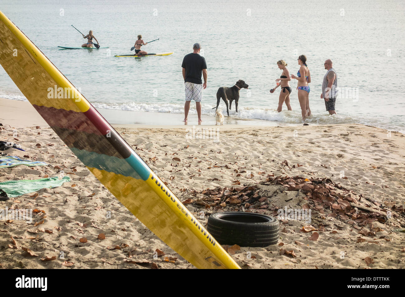 Un gruppo di persone giocare con un cane sulla spiaggia, mentre due persone utilizzare paddle boards nei Caraibi off St. Croix. Foto Stock