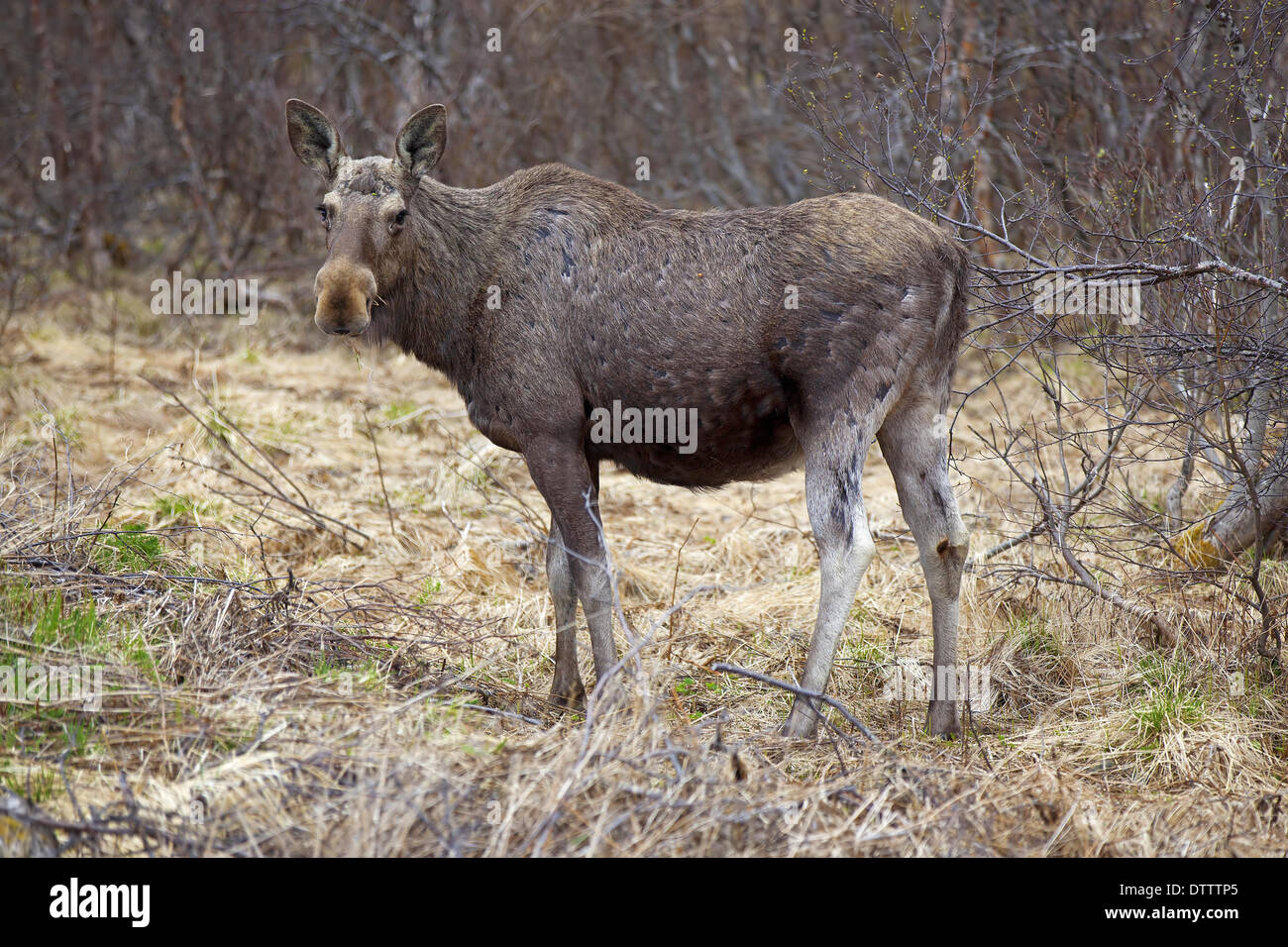 Moose selvaggia Foto Stock