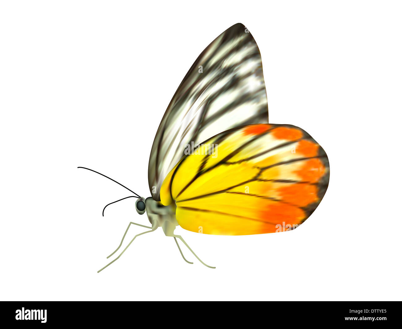 Vettore di realistica stupenda farfalla su sfondo bianco Foto Stock