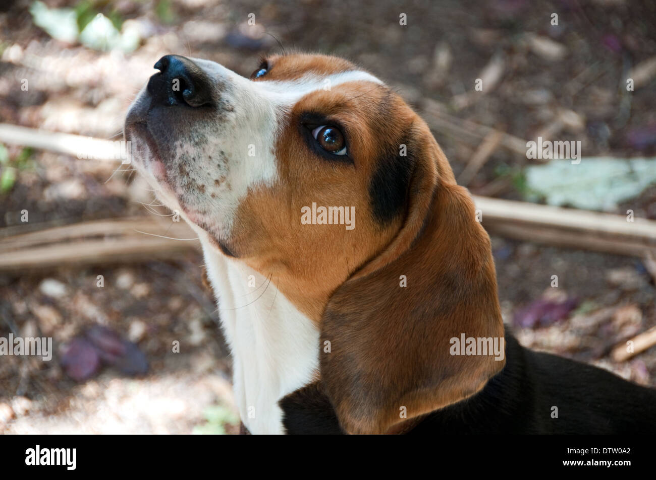 Close-up di Beagle cucciolo Foto Stock