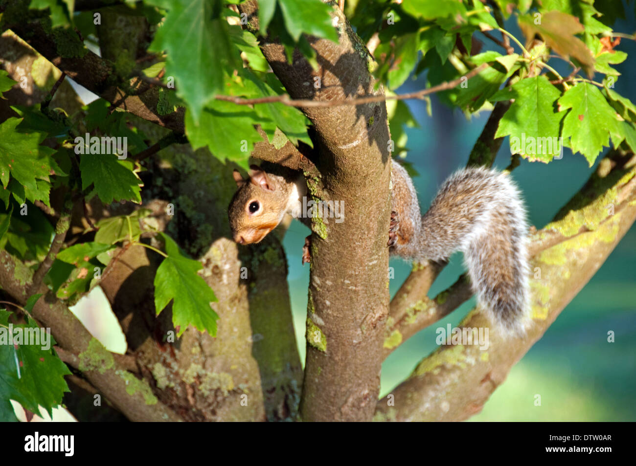 Lo scoiattolo in rami di alberi Foto Stock