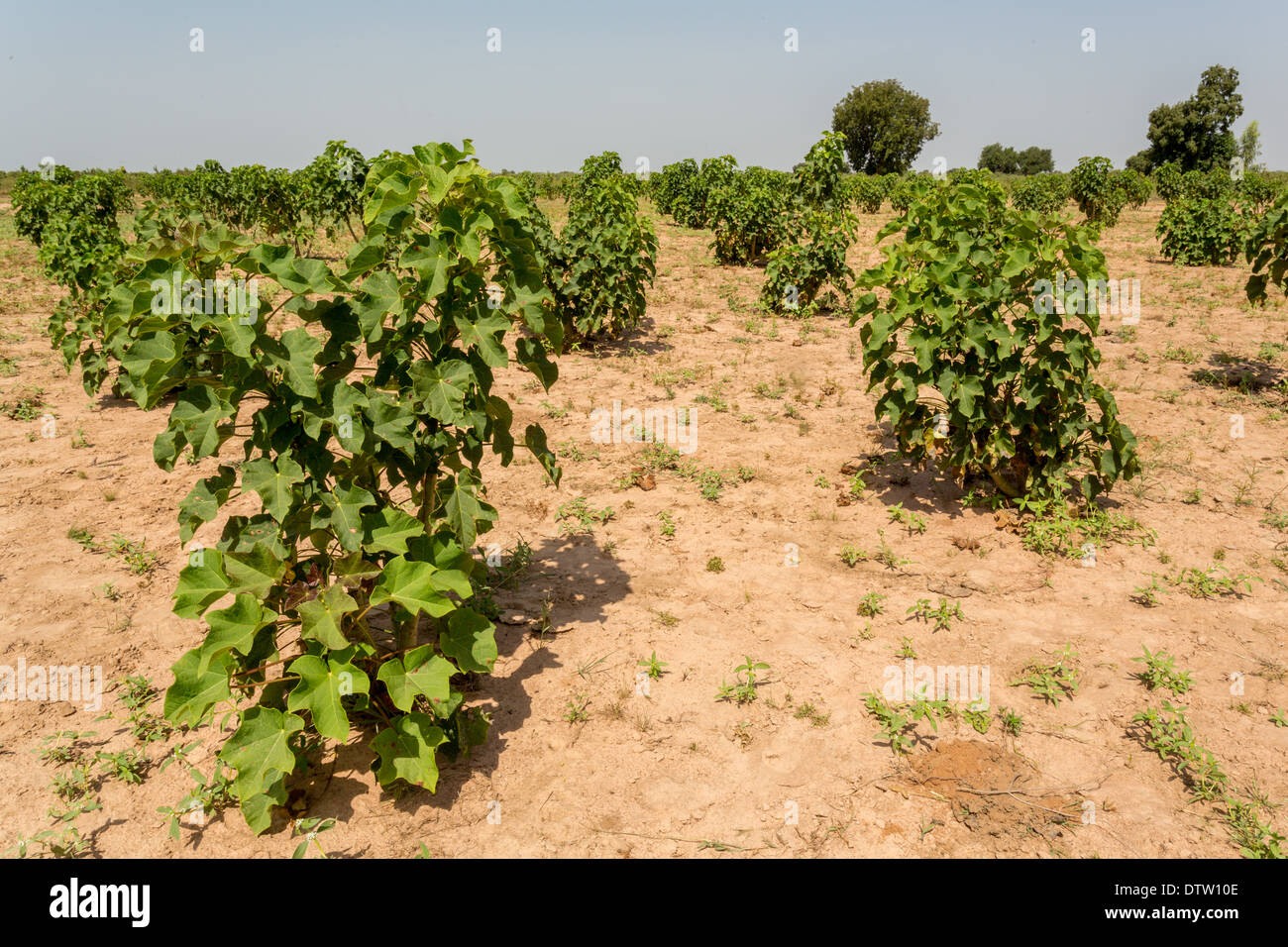 La Jatropha vegetali nel loro stadio precoce di cresciuto piantato in terre aride dell Africa occidentale Foto Stock