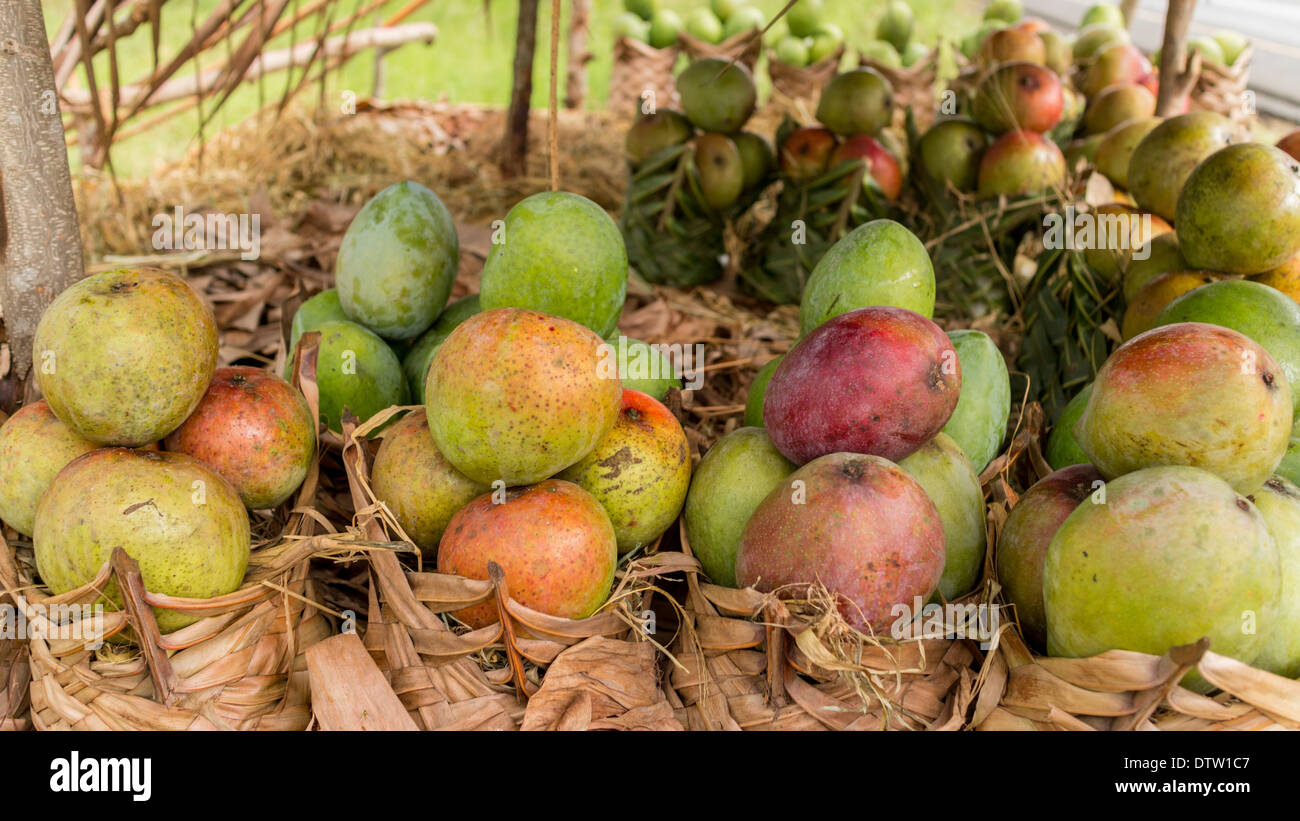 Mango ammassati in mazzi di 4 in corrispondenza di un lato della strada di frutta stand in Tanzania Foto Stock