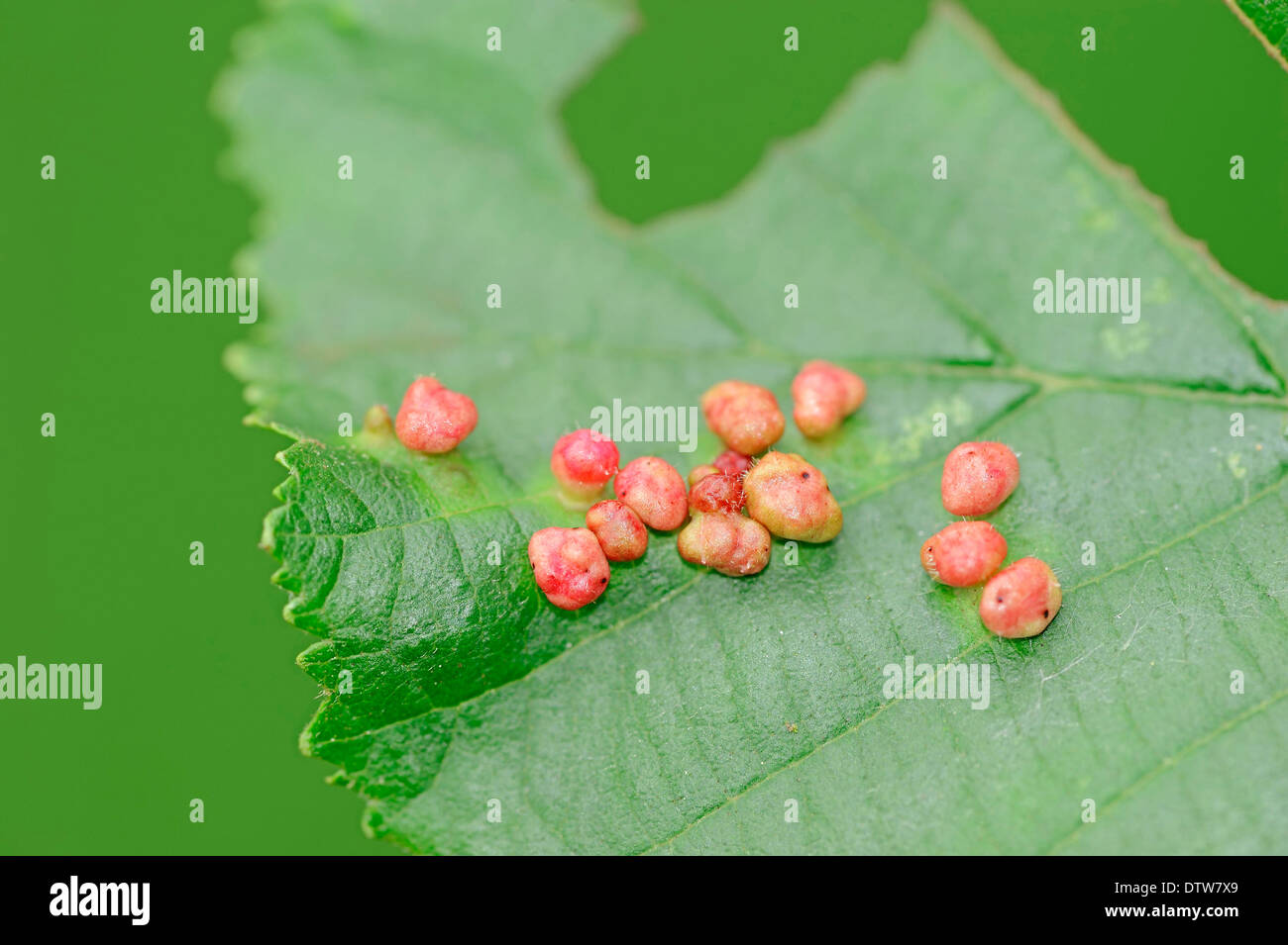 Newt liscia, maschio, Renania settentrionale-Vestfalia, Germania / (Lissotriton vulgaris, Triturus vulgaris) / tritone comune Foto Stock