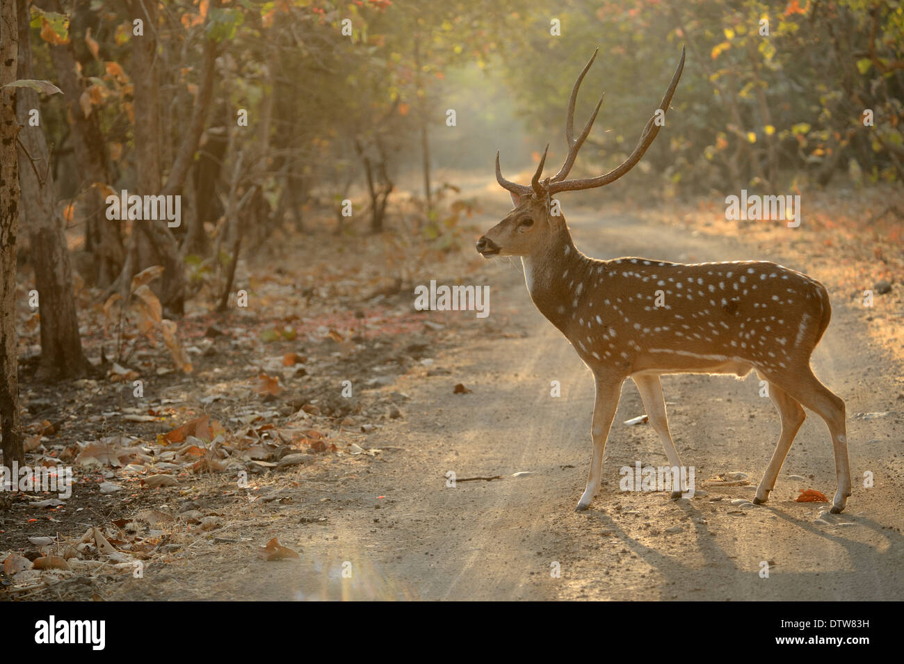 GIR Forest di Gujarat in India, Spotted Deer durante il safari mattutino. Foto Stock