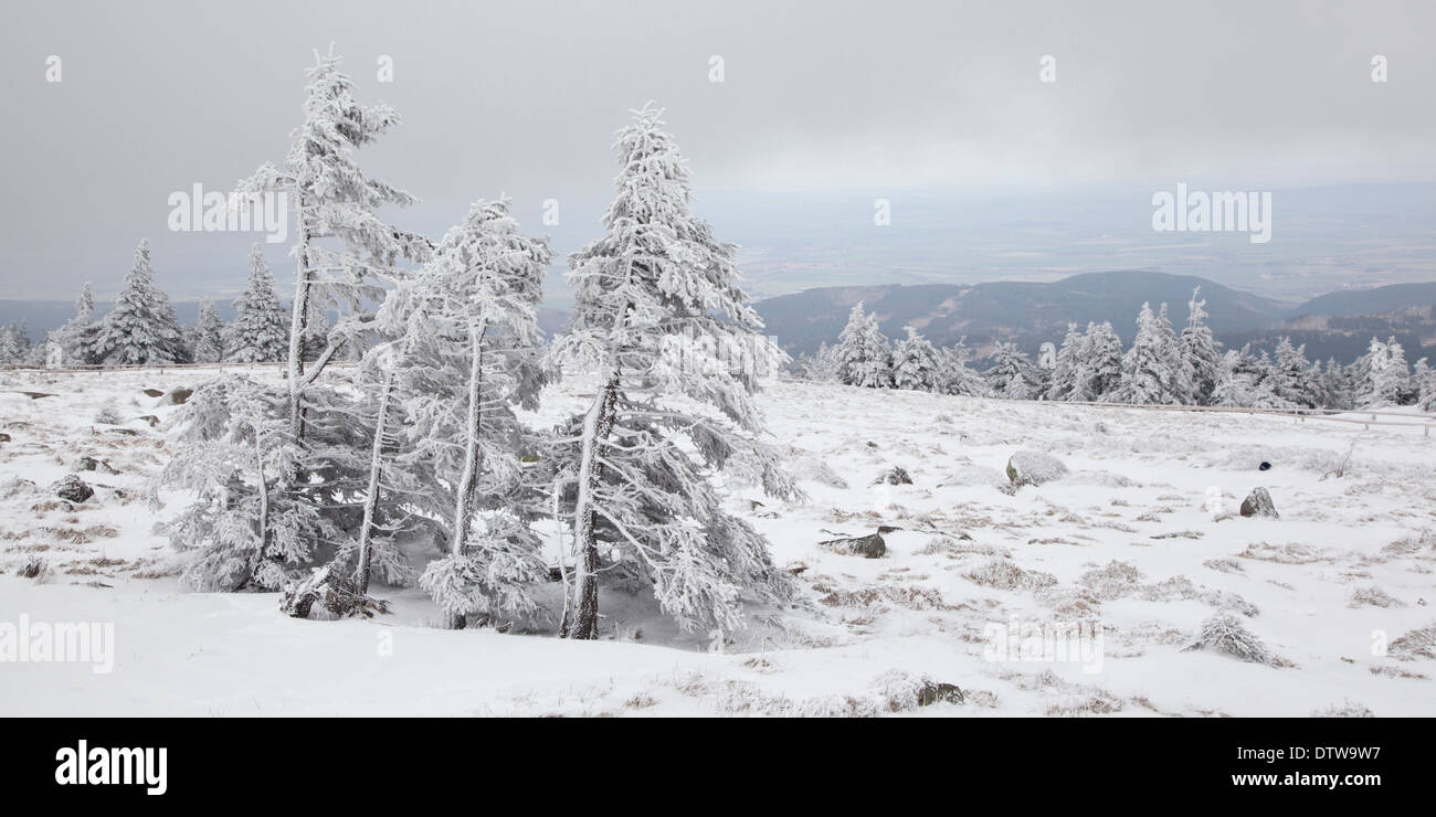 Panorama di albero nella neve, a Brocken, Harz, Germania Foto Stock