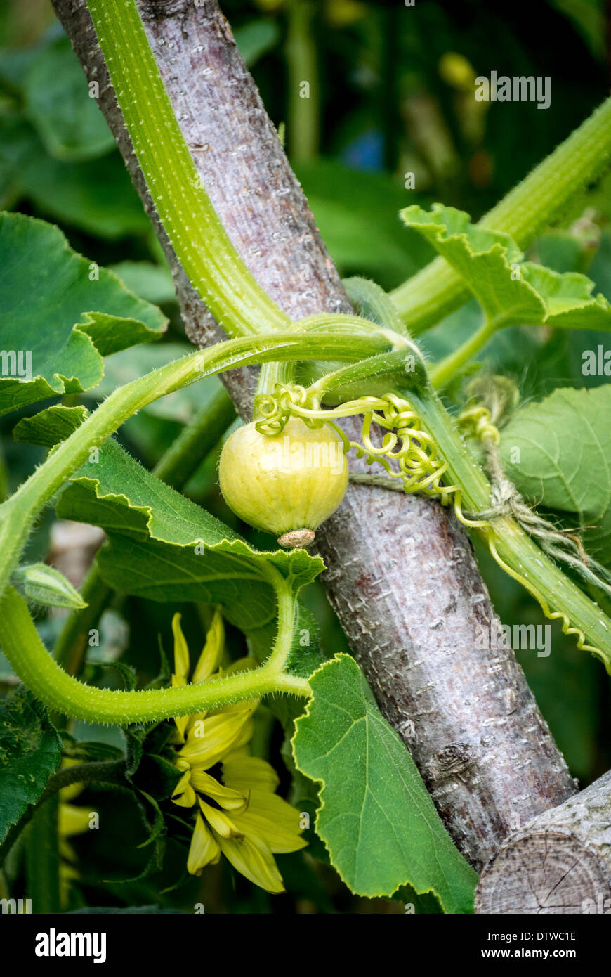 Giovani pianta di squash cresce supporto costituito da bracnhes Foto Stock