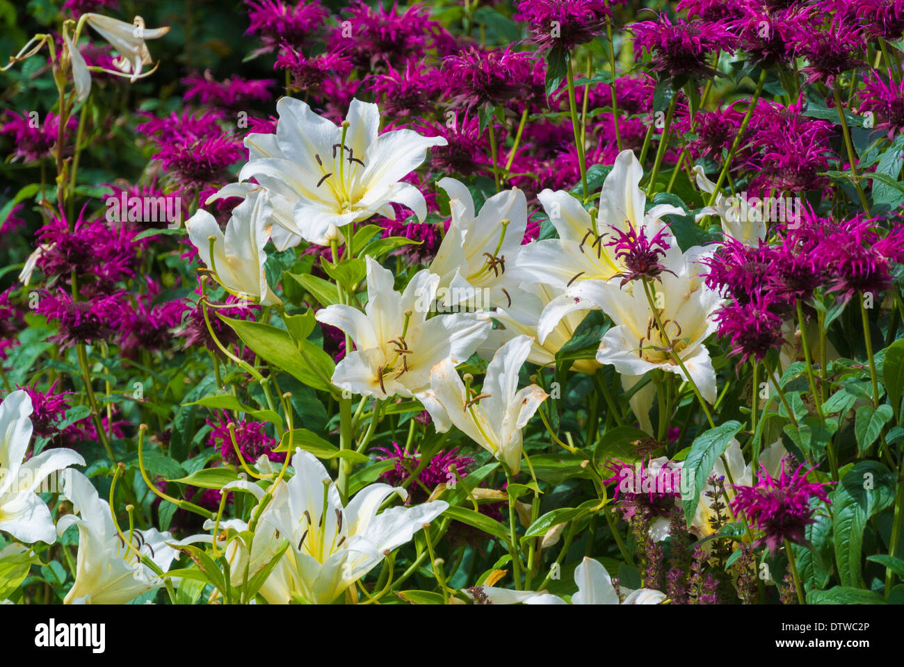 Estate letto di fiori nel giardino Foto Stock