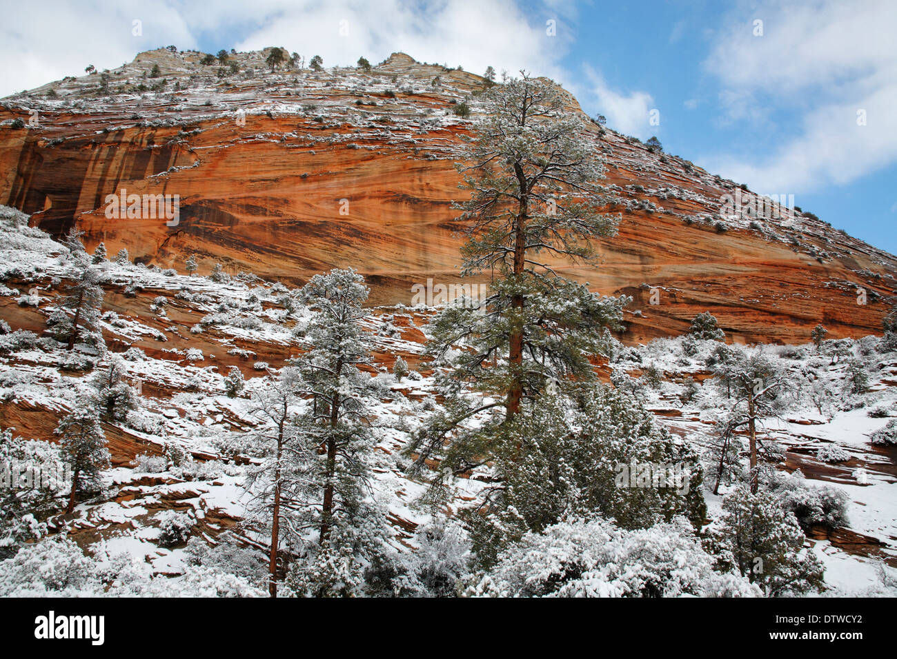 Neve in inverno al Parco Nazionale Zion, Utah, Stati Uniti d'America Foto Stock