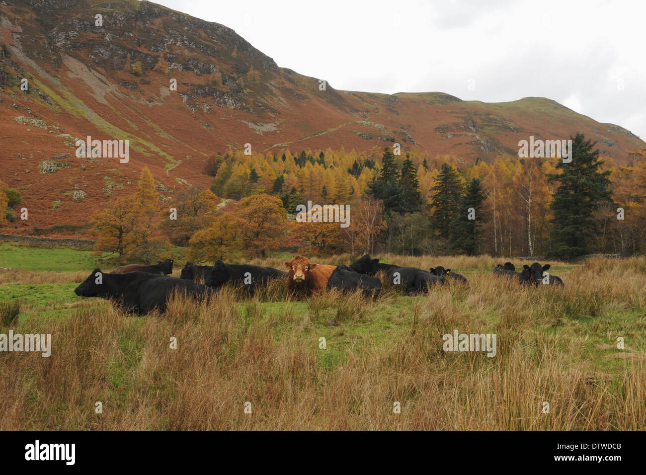Black Angus di Aberdeen bovini e Marrone seduta di Bull nel campo con Maiden Moor in background, Borrowdale, nel distretto del Lago Foto Stock