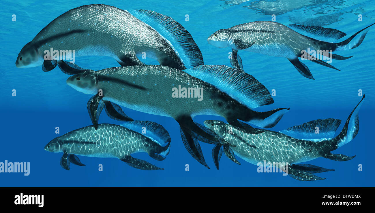 Scaumenacia è un genere estinto di lobo preistorico-alettato di pesce dal periodo Devoniano. Foto Stock