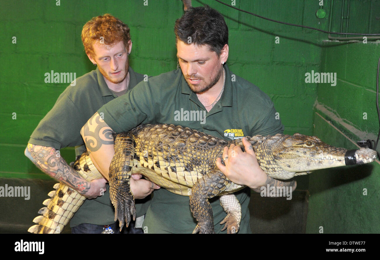 Witney, Regno Unito. 24 Febbraio, 2014. Un 2 metri di coccodrillo, che era  volato dalla Svezia per il Regno Unito, la croc aveva bisogno di una nuova  casa a seguito di una