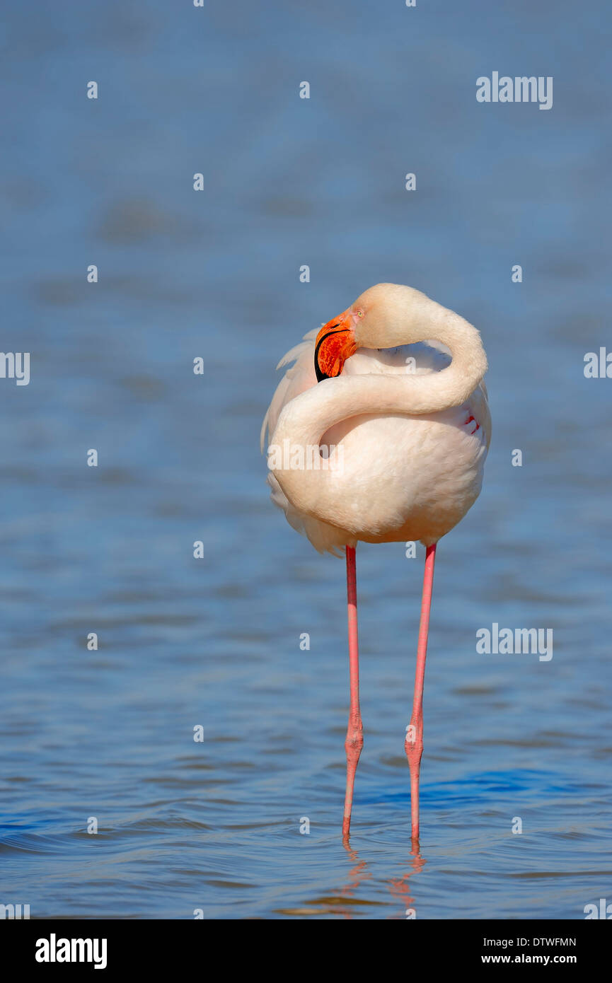 Fenicottero maggiore Foto Stock