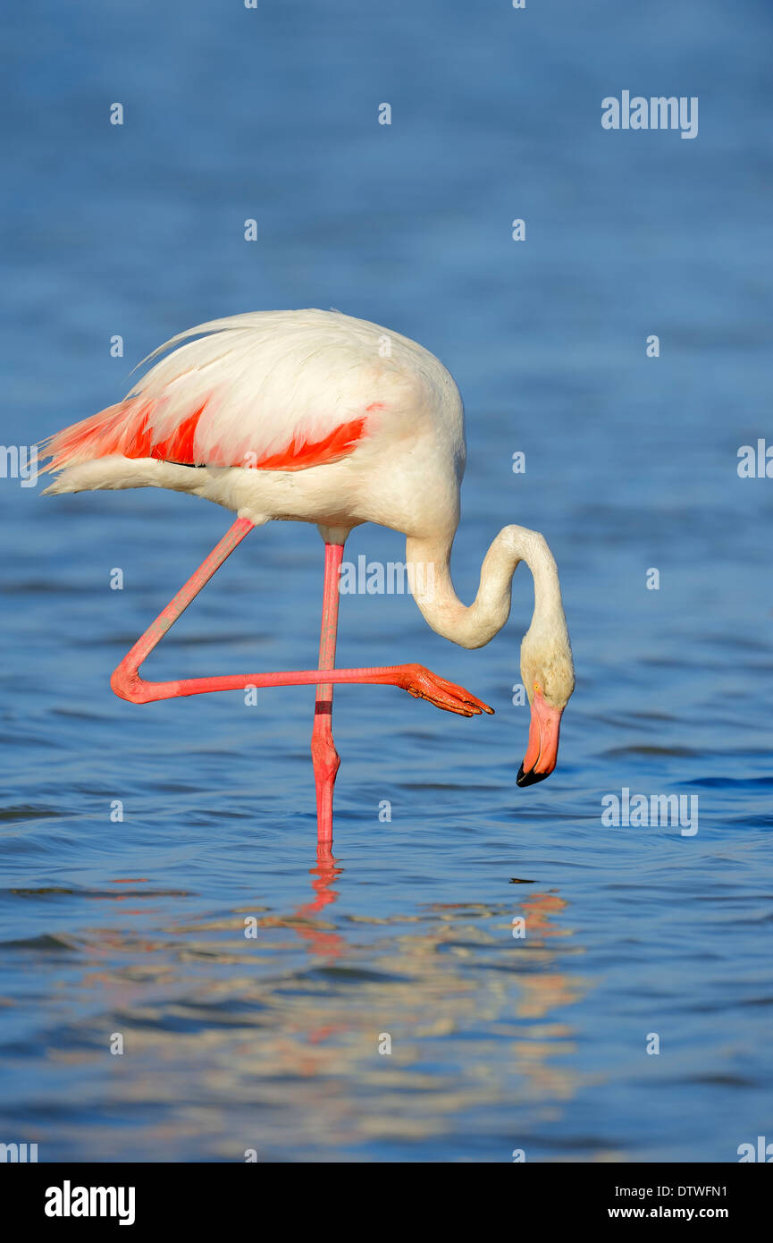 Fenicottero maggiore Foto Stock