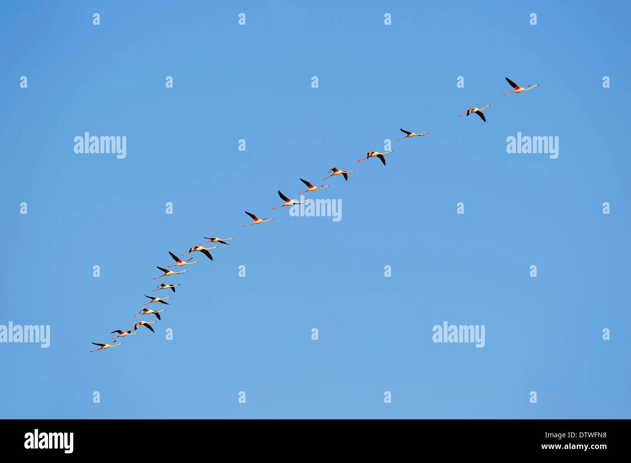 Fenicottero maggiore Foto Stock
