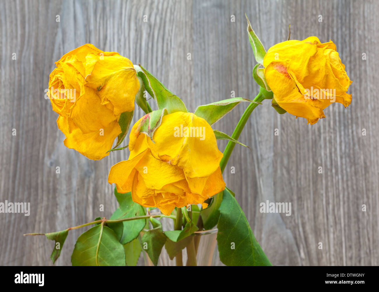 Tre appassite rose giallo close up Foto Stock