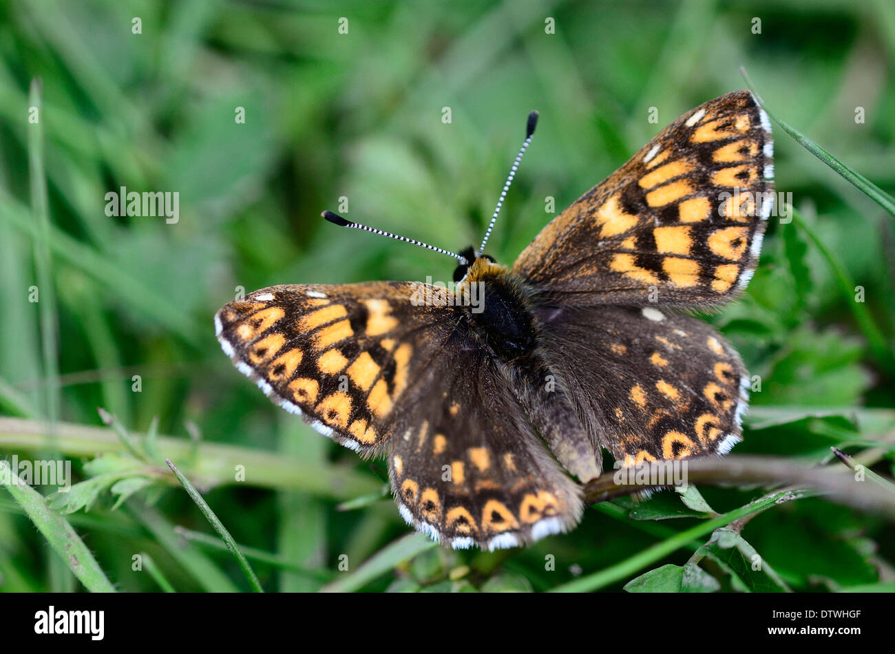 Il duca di Borgogna fritillary butterfly REGNO UNITO Foto Stock