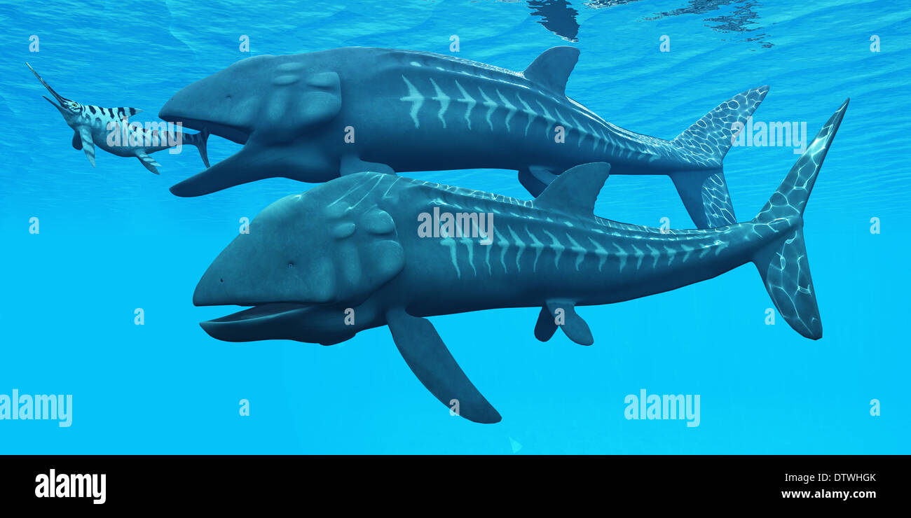 Leedsichthys era un gigante estinto il pesce da mari giurassico. Qui si è in procinto di inghiottire un Ichthyosaurus rettile marino. Foto Stock
