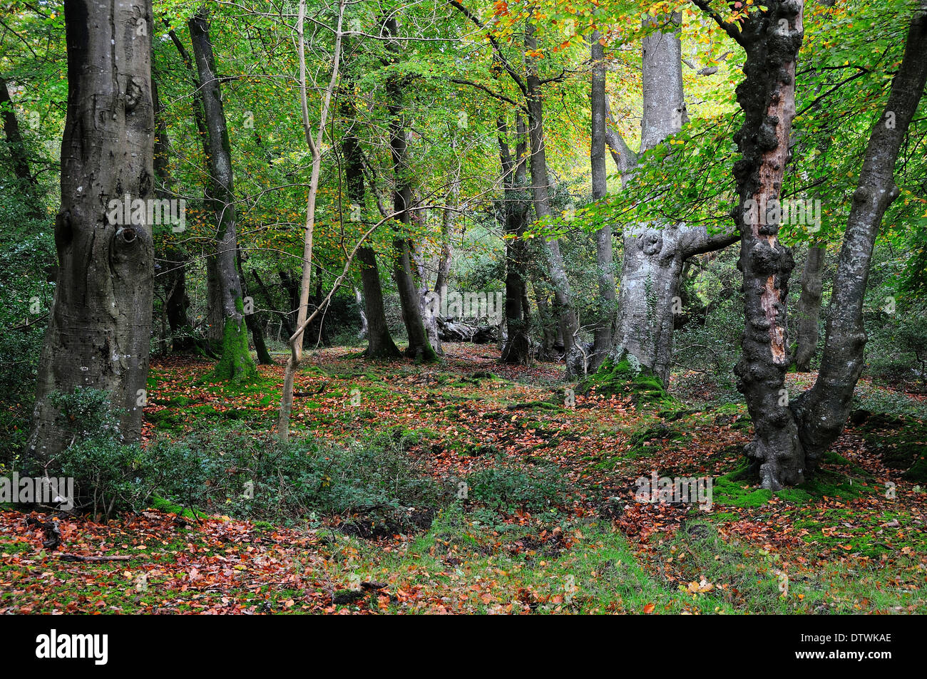 Di latifoglie Bosco in autunno a Lyndhurst Hill, New Forest, Hampshire, Regno Unito Foto Stock