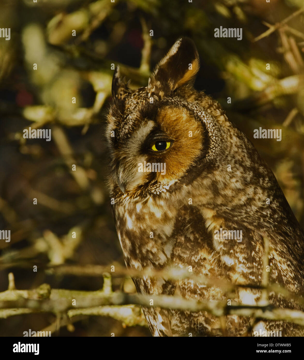 Gufo comune Foto Stock